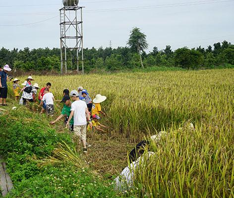 国家粮食和物资储备局：保供稳价 持续发力